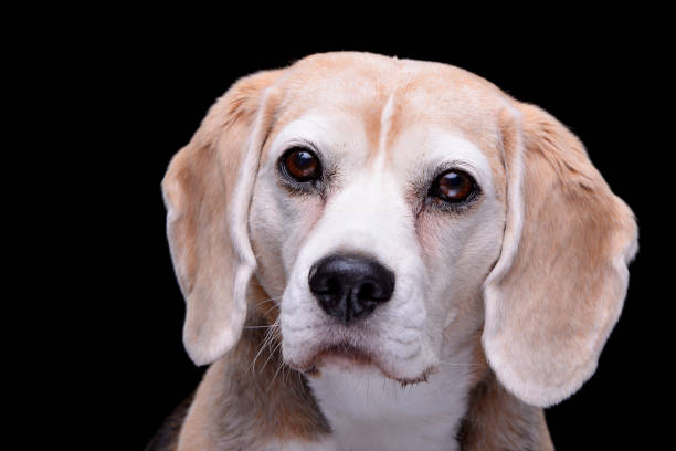 istock Portrait of an adorable beagle 1188949941