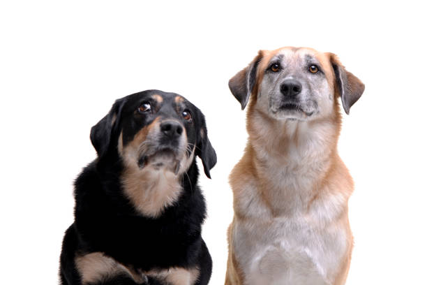 istock Studio shot of two adorable mixed breed dog 1188949946