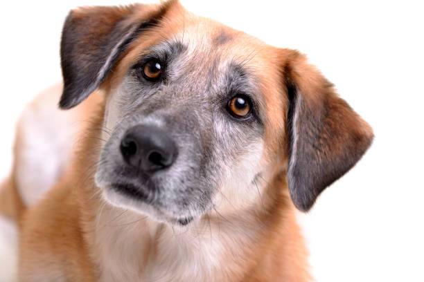 istock Portrait of an adorable mixed breed dog 1188949965