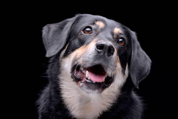 istock Portrait of an adorable mixed breed dog 1188949976