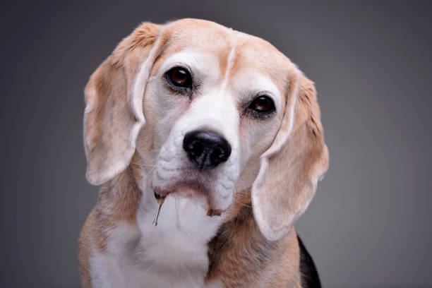 istock Portrait of an adorable beagle 1188949986