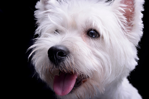 Portrait of an adorable West Highland White Terrier - isolated on black background.