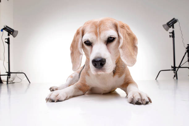 istock Studio shot of an adorable beagle 1188950022