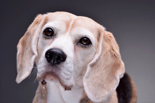 istock Portrait of an adorable beagle 1188950027