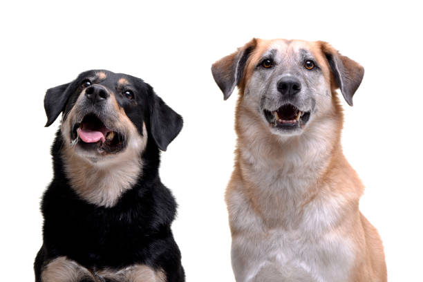 istock Studio shot of two adorable mixed breed dog 1188950139