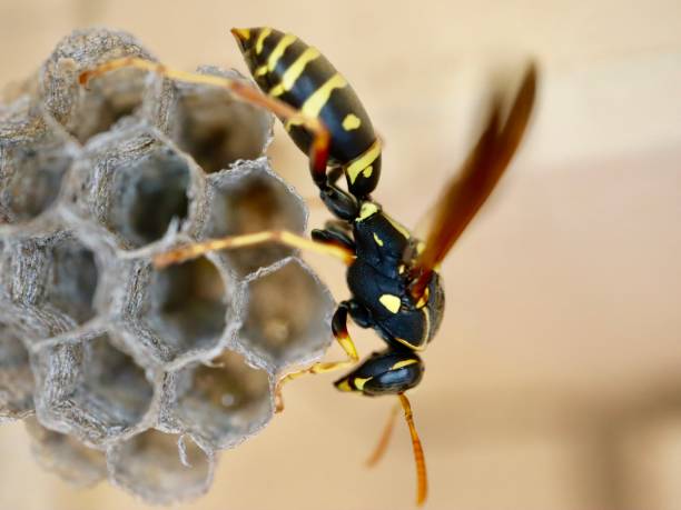 makro av en wasp bygga en honeycomb i en sydney suburban bakgård - getingspindel bildbanksfoton och bilder