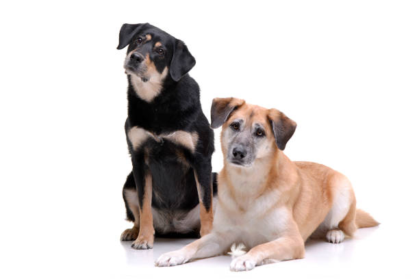 istock Studio shot of two adorable mixed breed dog 1188950203