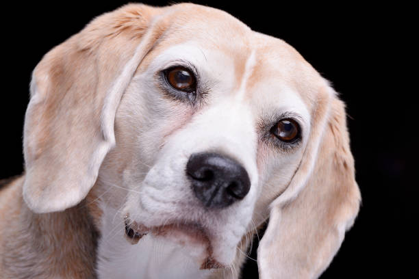istock Portrait of an adorable beagle 1188950220