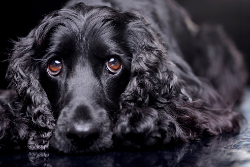 Portrait of an adorable English Cocker Spaniel - isolated on black background.