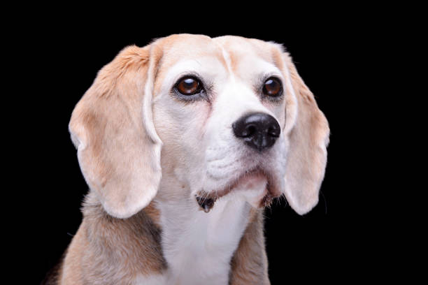 istock Portrait of an adorable beagle 1188950237