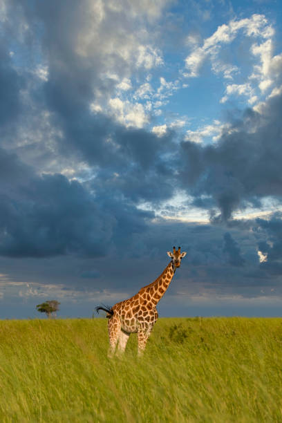 A Rothschild's giraffe (Giraffa camelopardalis rothschildi) against the dramatic African sky in Murchison Falls National Park, Uganda. This subspecies is one of the most endangered distinct populations of giraffe, with only 1669 individuals estimated in the wild in 2016 Murchison Falls National Park is in north-western Uganda, spreading inland from the shores of Lake Albert, around the Victoria Nile, up to the Karuma Falls