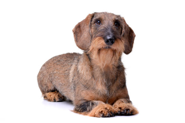Studio shot of an adorable wire haired dachshund