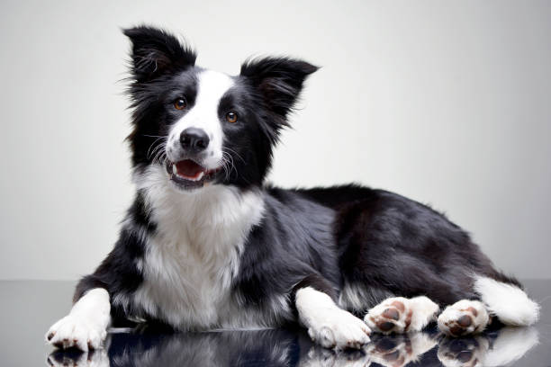 istock Studio shot of an adorable Border Collie 1188950909