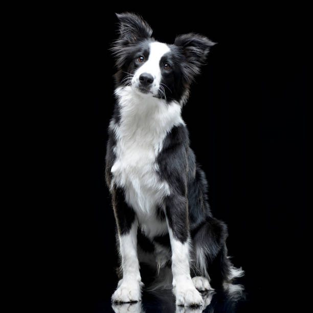 istock Studio shot of an adorable Border Collie 1188951010