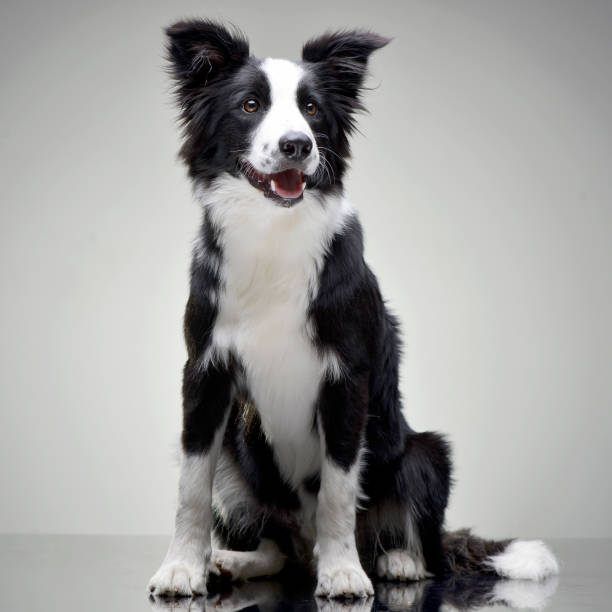 istock Studio shot of an adorable Border Collie 1188951574