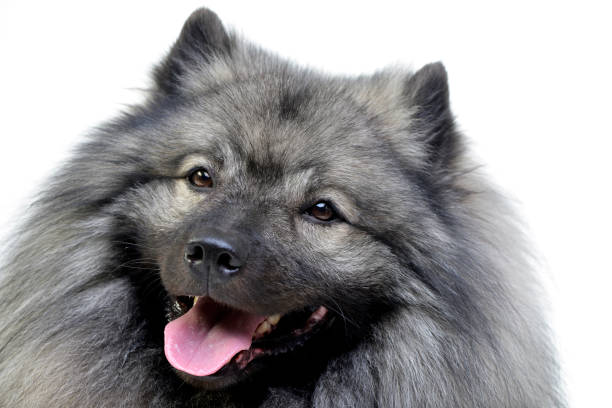 istock Portrait of an adorable wolf spitz 1188952053