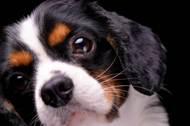 istock Portrait of an adorable Cavalier King Charles Spaniel 1188952995