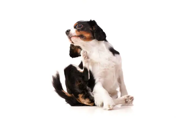 Photo of Studio shot of an adorable Cavalier King Charles Spaniel