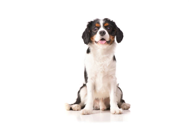 Studio shot of an adorable Cavalier King Charles Spaniel sitting on white background.