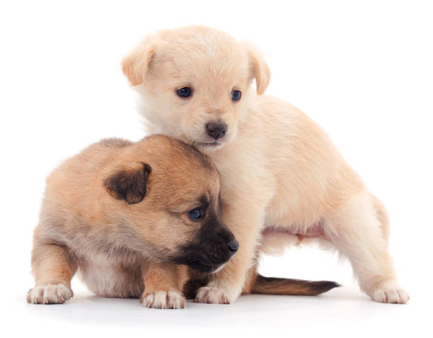istock Two little puppies. 1188954737