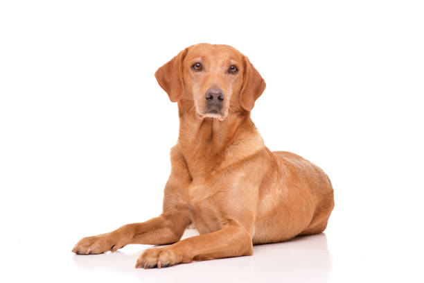 istock Studio shot of an adorable mixed breed dog 1188955959