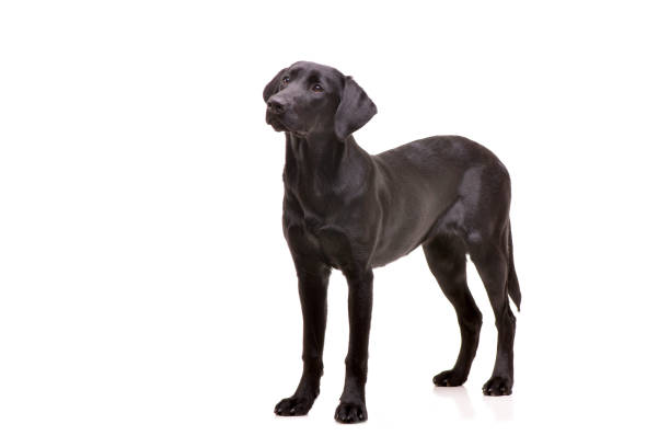 istock Studio shot of an adorable Labrador retriever 1188955972