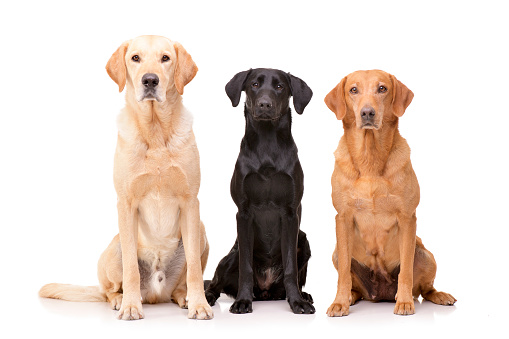 Studio shot of an adorable Golden retriever, Labrador retriever and a mixed breed dog sitting on white background.
