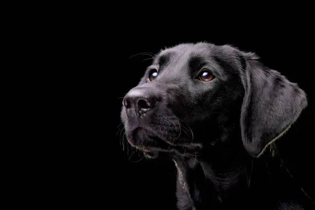 Photo of Portrait of an adorable Labrador retriever