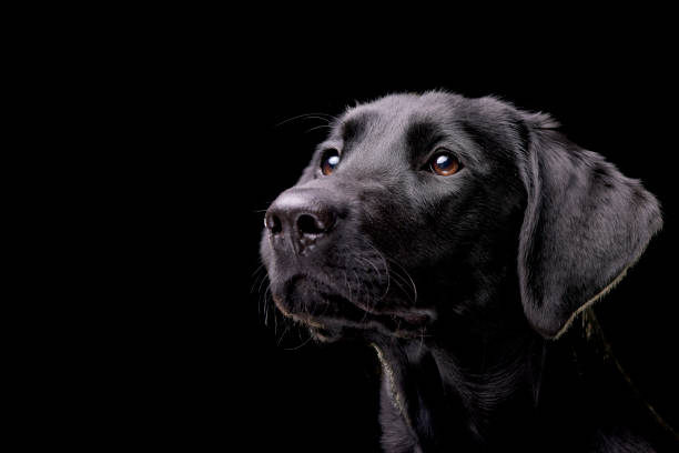 portrait of an adorable labrador retriever - dog black labrador retriever animal nose imagens e fotografias de stock