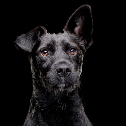 A cut puppy in domestic room looking into camera. Pet theme