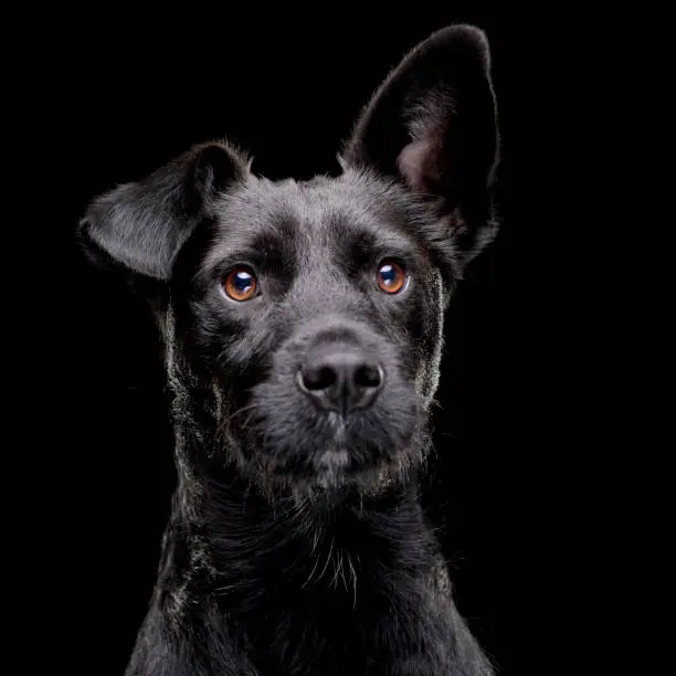 Photo of Portrait of an adorable mixed breed dog