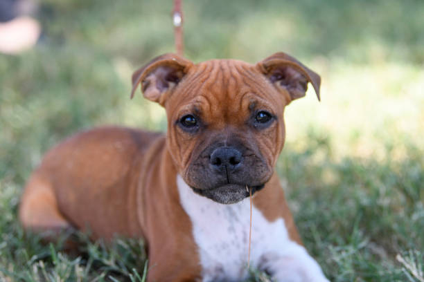 istock Staffordshire Bull Terrier Puppy 1188956287