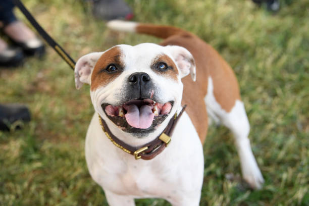 istock Smiling Staffordshire Terrier 1188956310