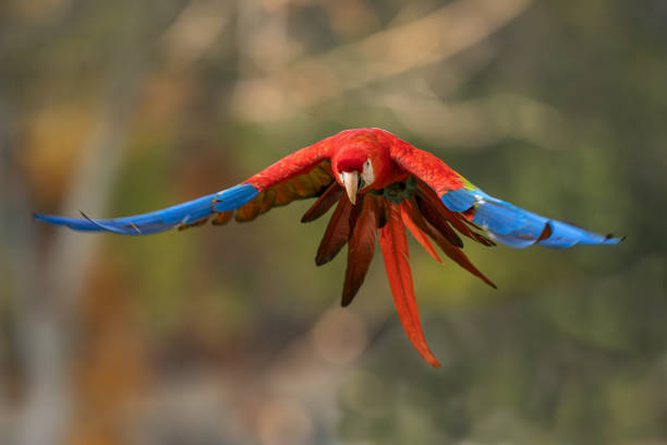istock Scarlet macaw flying in the wild nature 1188956319