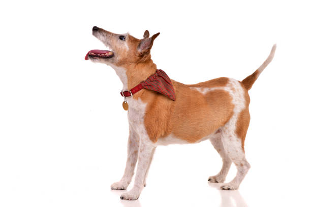 Studio shot of an old, adorable Jack Russell terrier standing on white background.