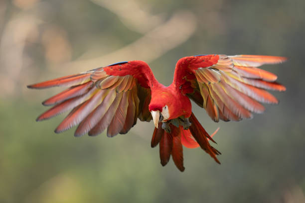 สการ์เล็ตมาคอว์ในแมลงวัน อาระ มาคาโร่ - scarlet macaw ภาพสต็อก ภาพถ่ายและรูปภาพปลอดค่าลิขสิทธิ์