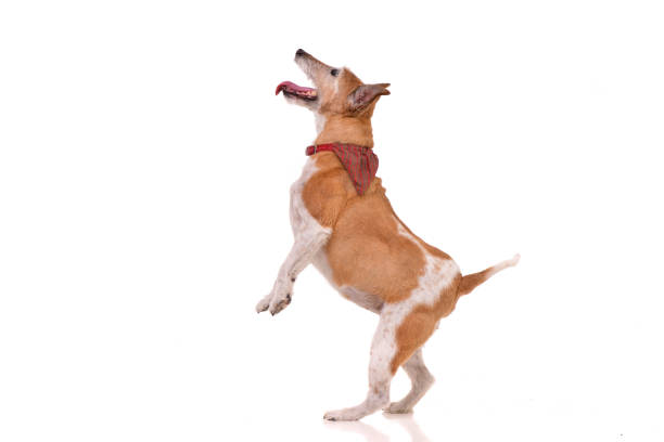 istock Studio shot of an old, adorable Jack Russell terrier 1188956457