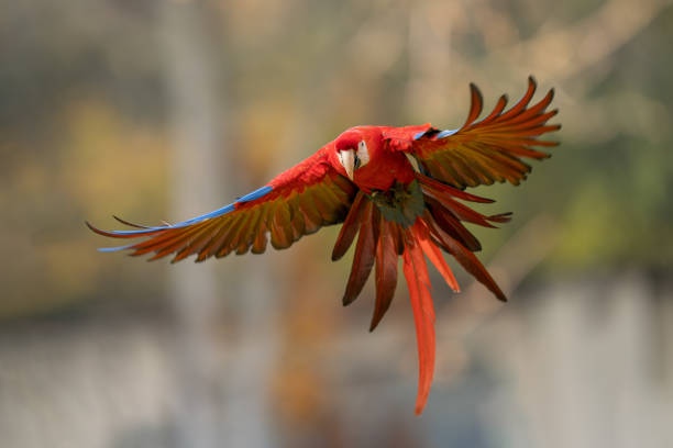Scarlet macaw in the fly with spread wings. Scarlet macaw flying in the wild nature. Ara macao with spread wings. Beauty red and blue tropical parrot. Exotic destination with animal. peruvian amazon photos stock pictures, royalty-free photos & images