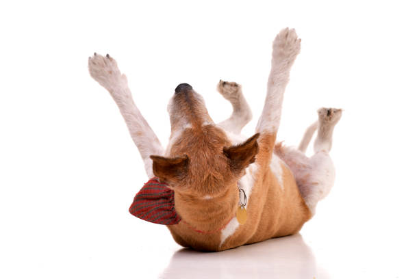 Studio shot of an old, adorable Jack Russell terrier lying on her back - isolated on white background.