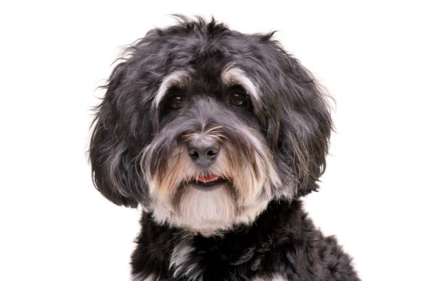 istock Portrait of an adorable Bichon havanese 1188957634