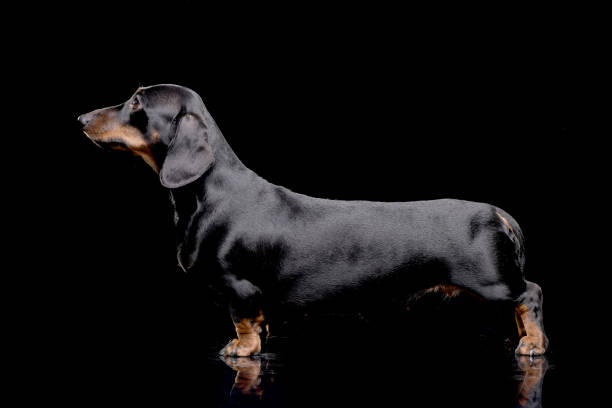Studio shot of an adorable short haired dachshund