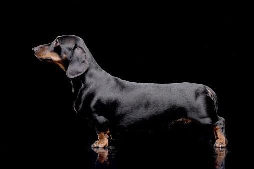 Studio shot of an adorable short haired dachshund standing on black background.