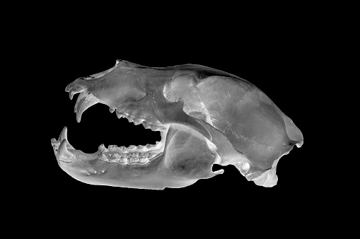 Skull of Siberian brown bear (Ursus arctos collaris) in ALPHA ray  shot. Isolate on  black background. Profile view.