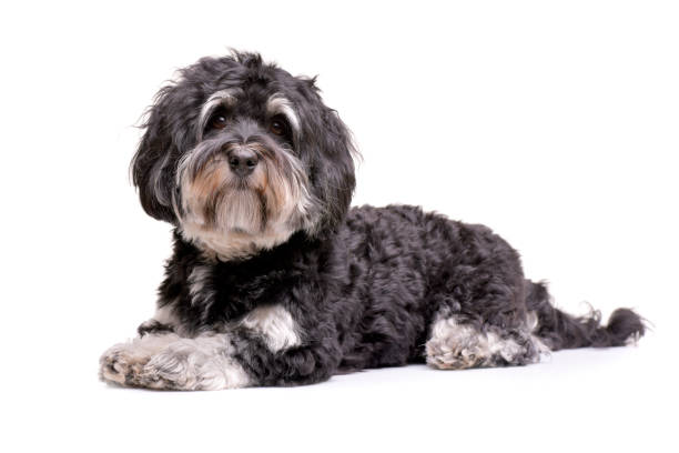 istock Studio shot of an adorable Bichon havanese 1188958075