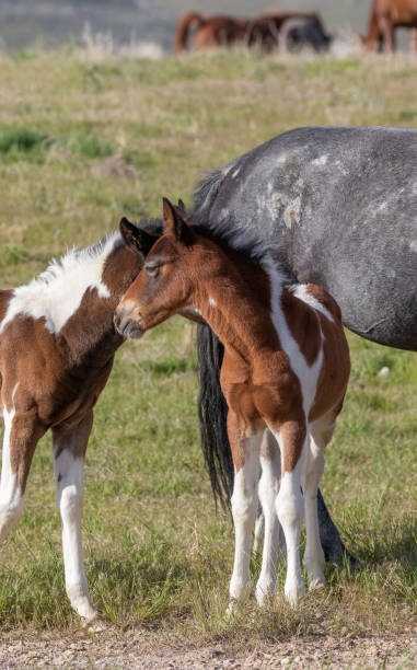 istock Pair of Cute Wild Horse Foals 1188958083