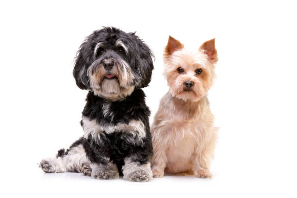 istock Studio shot of an adorable Bichon havanese and a Yorkshire terrier 1188958110