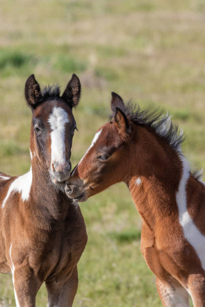 istock Pair of Cute Wild Horse Foals 1188958408