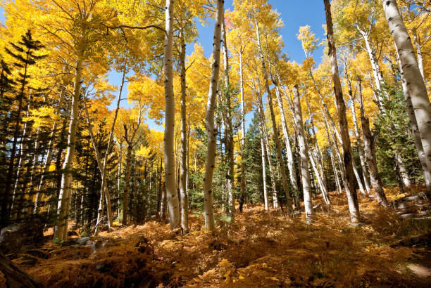 Fall Colored Aspens on the Kachina Trail The Quaking Aspen (Populus tremuloides) gets its name from the way the leaves quake in the wind. The aspens grow in large colonies, often starting from a single seedling and spreading underground only to sprout another tree nearby. For this reason, it is considered to be one of the largest single organisms in nature. During the spring and summer, the aspens use sunlight and chlorophyll to create food necessary for the tree’s growth. In the fall, as the days get shorter and colder, the naturally green chlorophyll breaks down and the leaves stop producing food. Other pigments are now visible, causing the leaves to take on beautiful orange and gold colors. These colors can vary from year to year depending on weather conditions. For instance, when autumn is warm and rainy, the leaves are less colorful. This fall scene of gold colored aspens was photographed on the Kachina Trail in the Kachina Peaks Wilderness near Flagstaff, Arizona, USA. jeff goulden flagstaff stock pictures, royalty-free photos & images
