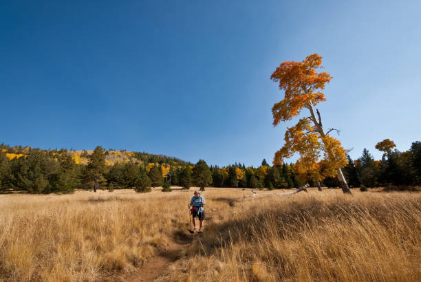 escursionista donna sul sentiero dell'arizona - coconino national forest foto e immagini stock