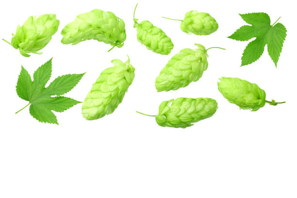 istock Green hops with green leaves isolated on a white background. top view 1188959742